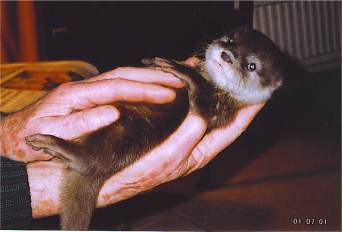 Rudi at 10 weeks old