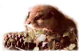 When Beenie was a Baby...