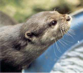 Beenie the Painting Otter.  Click to enter Beenie's World of Otters.  Sadly Beenie herself passed on in 2004