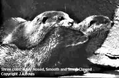 Hairy_nosed (front), Smooth 
and Asian Small-Clawed Otter cubs.
Copyright and by permission of J.A. Davis