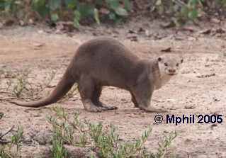 Note the domed head, long, strong tail, large paws, and velvety coat. Adult male Smooth-Coated Otter