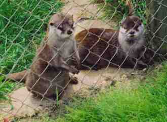 Jack, on the left, and Thomas, the Asian Small-Clawed Otters