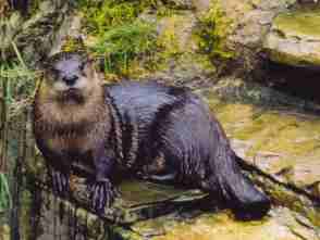 Despite losing half his tail in the nest, 
      this elderly male is the mate of choice among 
      the female North American River Otters at Mole Hall