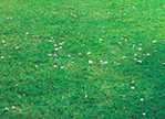 Grass very like that outside my 
office. Science happens nearby. 
