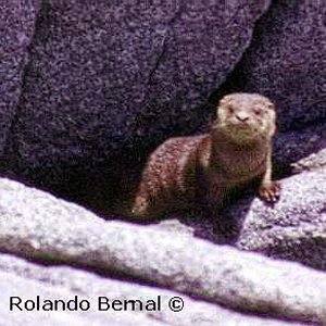 Marine Otter or Sea Cat