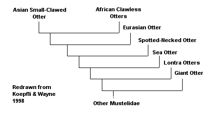 Classification, from Koepfli & Wayne 1998
