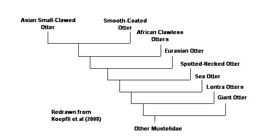 Classification, from Koepfli et al, 2008