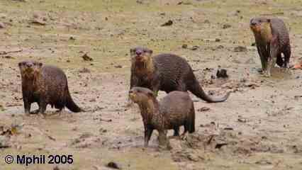 Four Asian Small-Clawed Otters on the river bank
