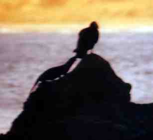 The otter nips the bird