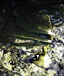 Durvillaea antarctica, the Giant
Kelp