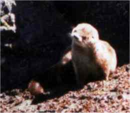 Juvenile Marine Otters.  If you took this 
photo, please get in touch with me because 
I can't remember where I got it from.
