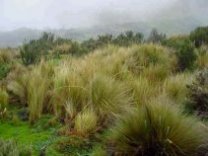 Paramo of High Andes in Ecuador, highest altitude record for Neotropical Otters