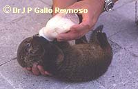 Otter Cub, by permission of Dr JP Gallo Reynoso