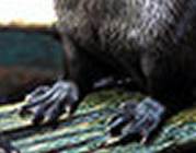 Strong, fully webbed front paws