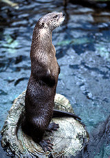Neotropical Otter in the Tripod Sit