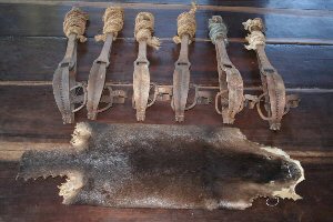 A hairy-nosed otter and some of the leg hold traps used to drown them