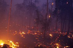 Peat forest being burnt for agriculture on Sumatra