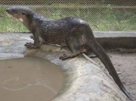 Sideview of the hairy-nosed otter, showing the long, tapered tail, strong, well-clawed feet and distinctive white lip