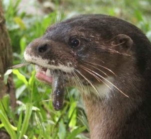 Head of a hairy-nosed otter showing the strong canines, tiny incisors, nairy nose and white lip.