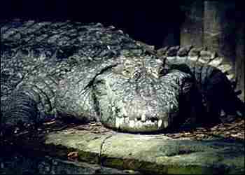 The Indian Swamp Crocodile or Mugger, Crocodylus palustris
