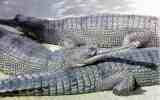 The Indian Gharial, Gavialis gangeticus