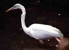 The Great Egret