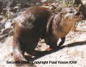 Female Smooth-Coated Otter