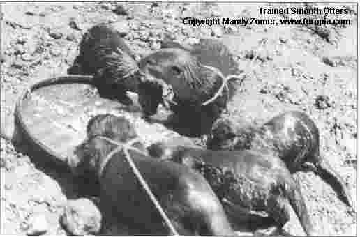Trained Smooth Otters.
Copyright Mandy Zomer, http://www.furopia.com