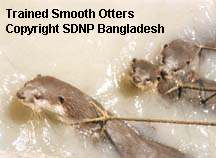Trained Otters in the Sundarbans