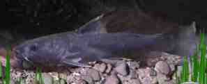 The Riverine Catfish, Rita rita, 
a common Smooth Otter food fish
