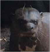 Note the hairy nose, 

slit-like nostrils, large round eyes, plentiful whiskers, 

thick lips and globular head