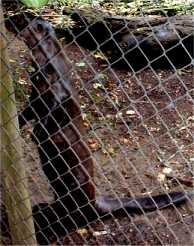 Note the narrow shoulders, wide hips, and thick, strong tail.  Also note the large hind paws.