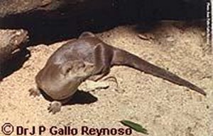 Neotropical Otter