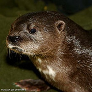 Spotted-Necked Otter