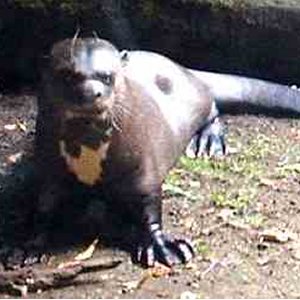 Giant Otter