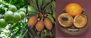 Marlieria tomentosa (left), Manilkara subsericea (centre), Pouteria lasiocarpa (right)