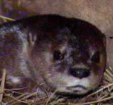 Note the position of the nostrils either side of the hairless rhinarium, and the spotted neck