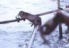 Otter photographed waiting for fishermen to return on Lake Malawi